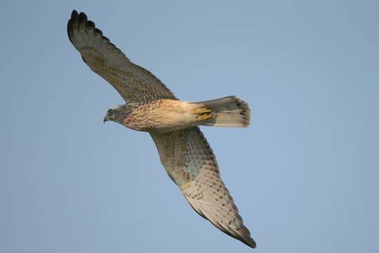 Image of Grey-faced Buzzard