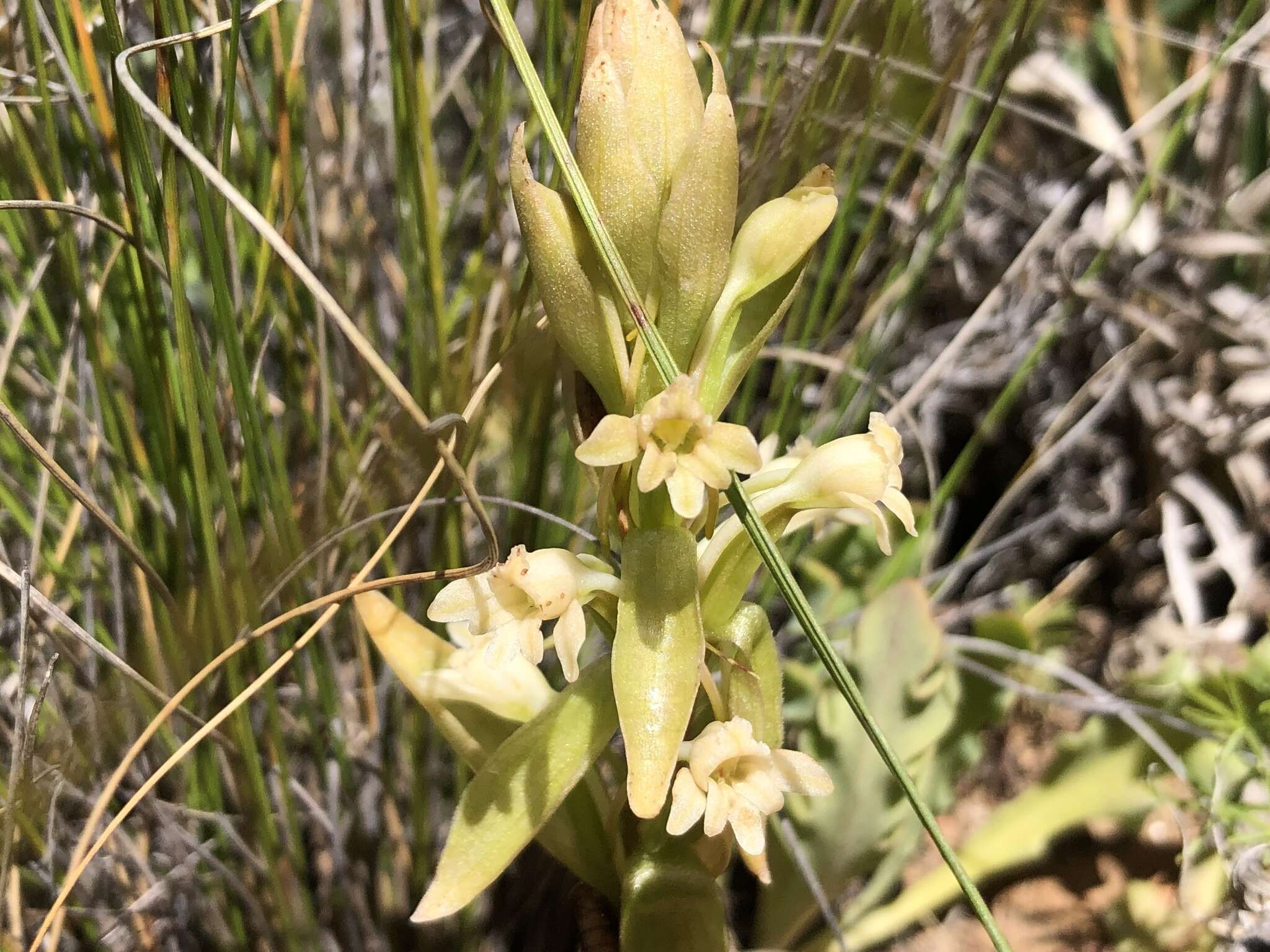 Image of Satyrium situsanguinum van der Niet & Liltved