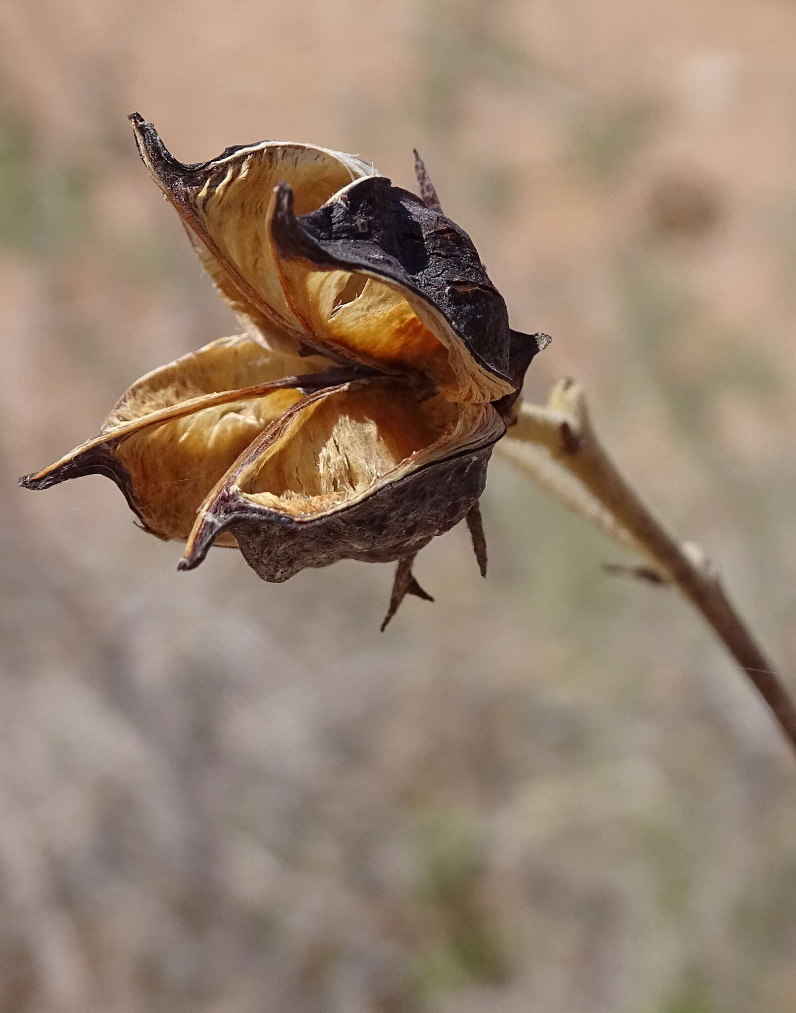 Plancia ëd Gossypium anomalum Wawra ex Wawra & Peyr.