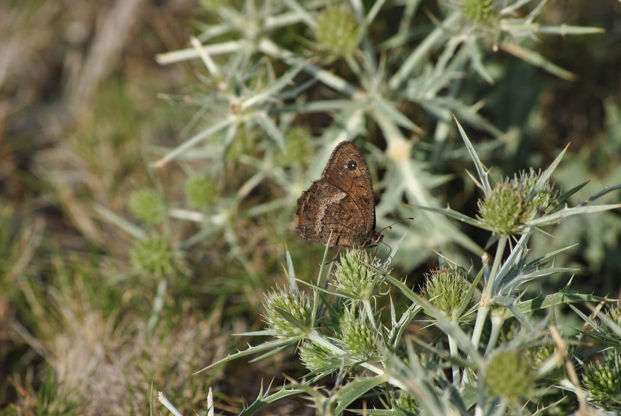 Imagem de Satyrus actaea Esper 1780