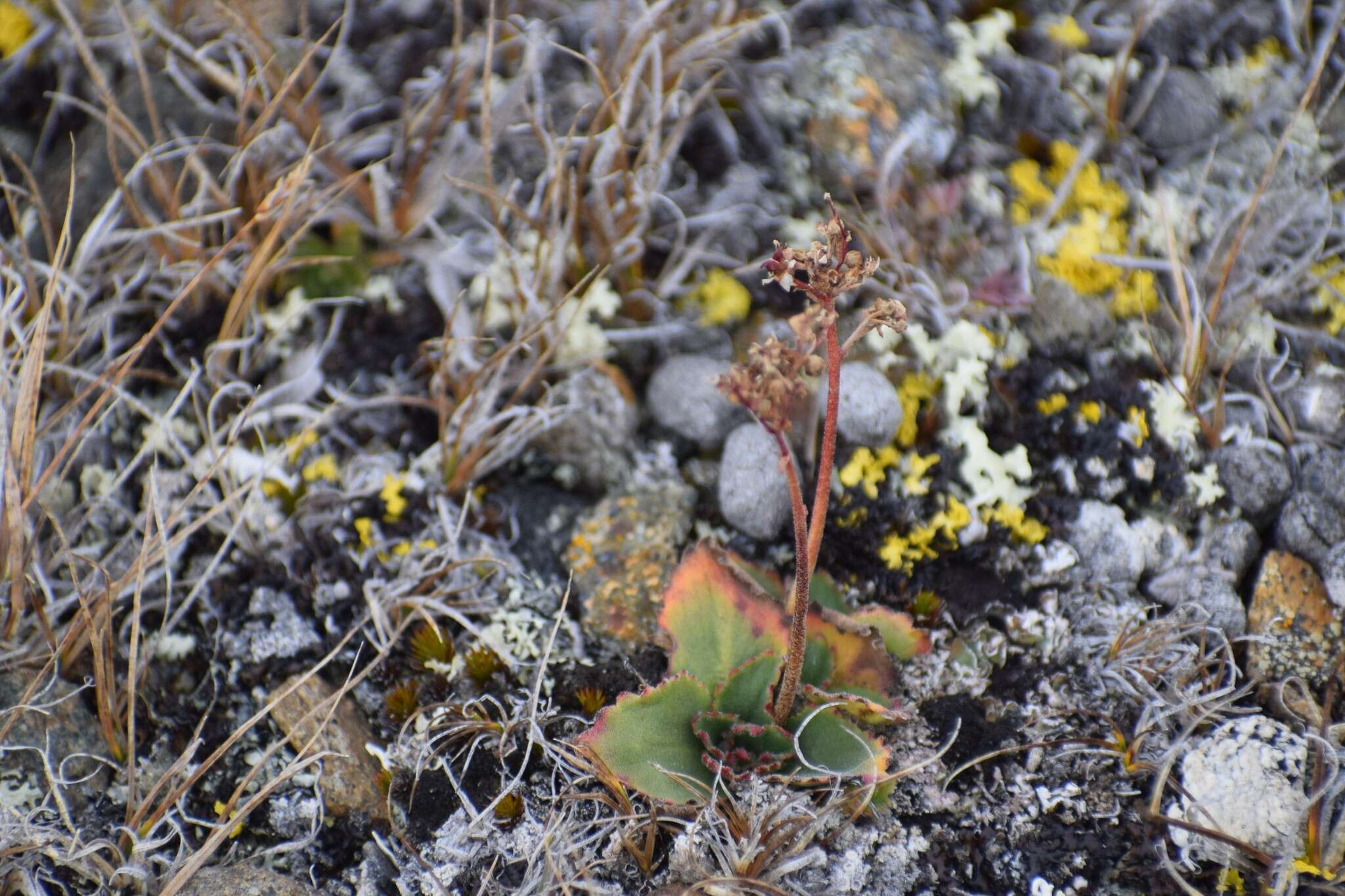 Plancia ëd Micranthes reflexa (Hook.) Small