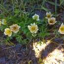 Image of Trollius komarovii Pakhomova