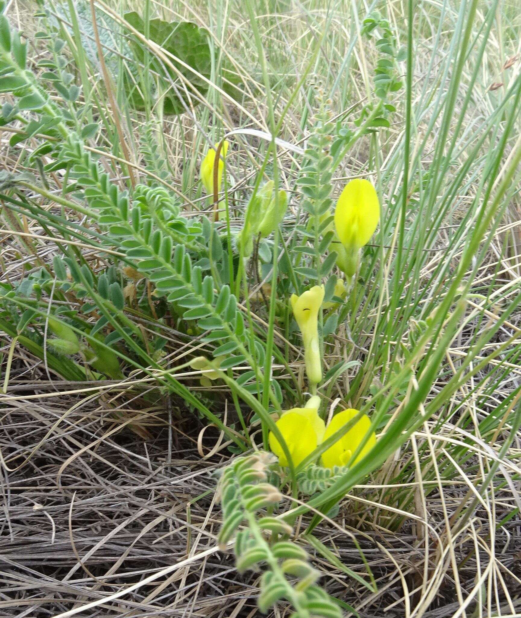 صورة Astragalus buchtormensis Pall.