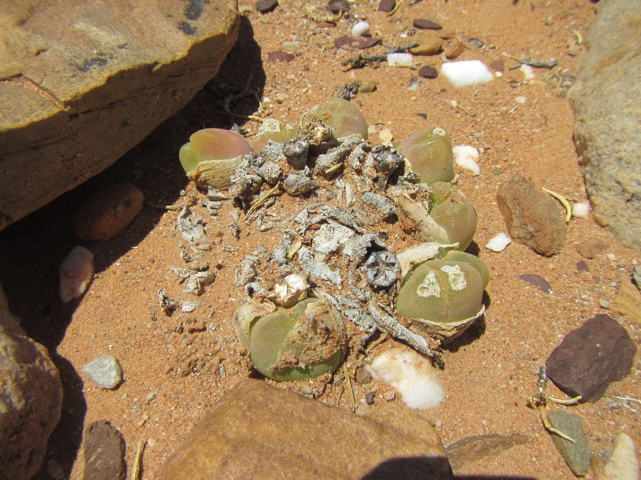 Image of Gibbaeum nuciforme Hartmann