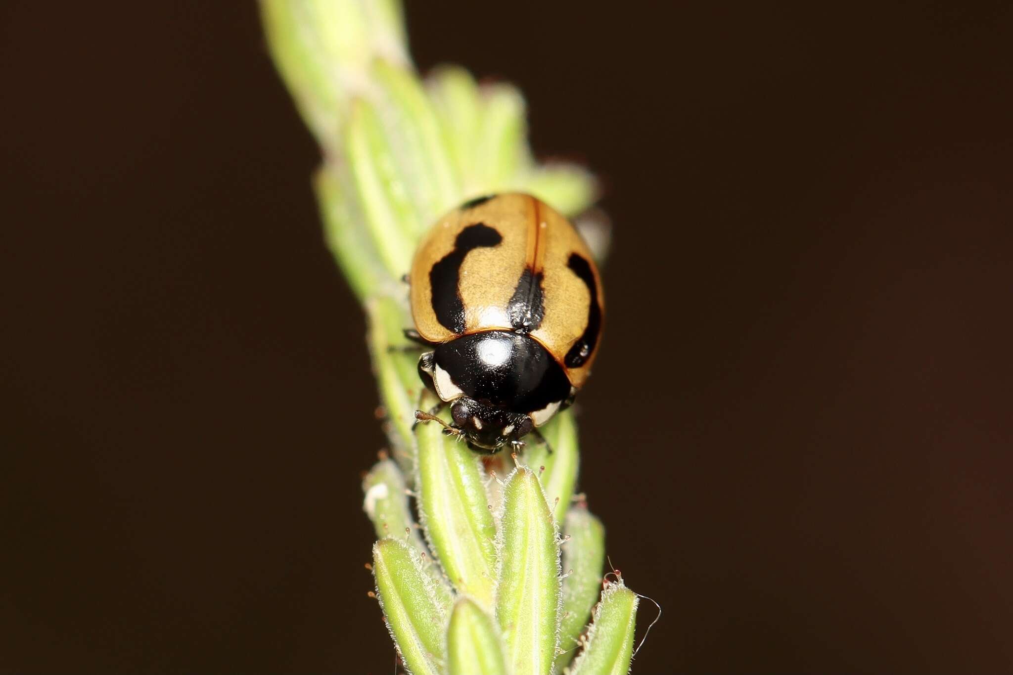 Image of hieroglyphic ladybird