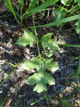 Слика од Heracleum sphondylium subsp. sibiricum (L.) Simonk.