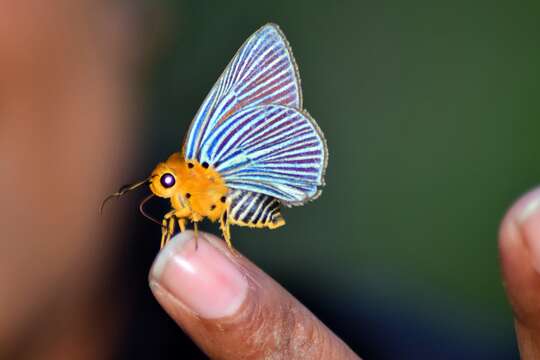 Image of Small Green Awlet