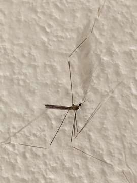 Image of Crane fly