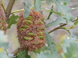 Image of Oak-leaved Banksia