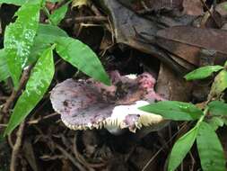 Image of Russula amoenicolor Romagn. 1962