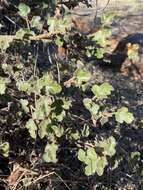 Image of Pine Hill flannelbush