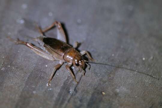 Image of Common Short-tailed Cricket