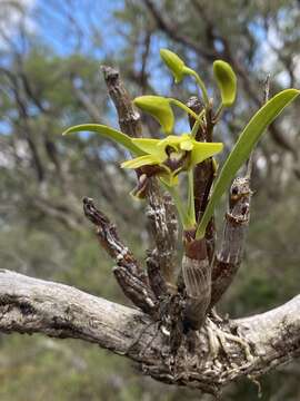 Image of Dendrobium fellowsii F. Muell.