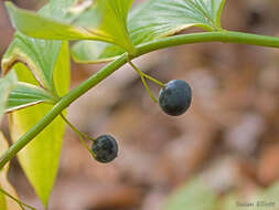 Polygonatum pubescens (Willd.) Pursh resmi