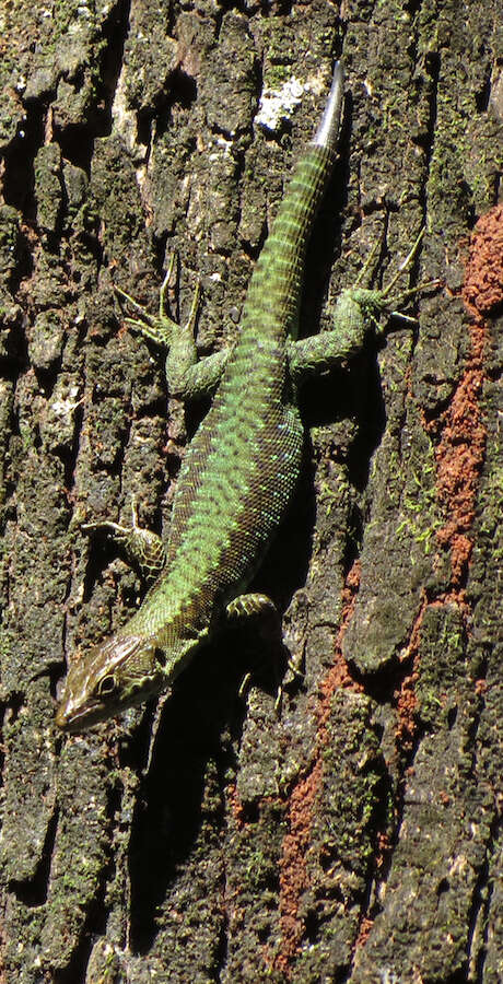 Image of Adolfus kibonotensis (Lönnberg 1907)