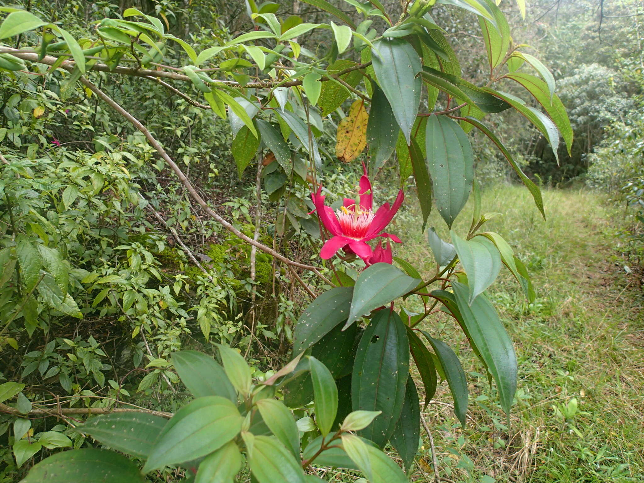 Passiflora gritensis Karst.的圖片