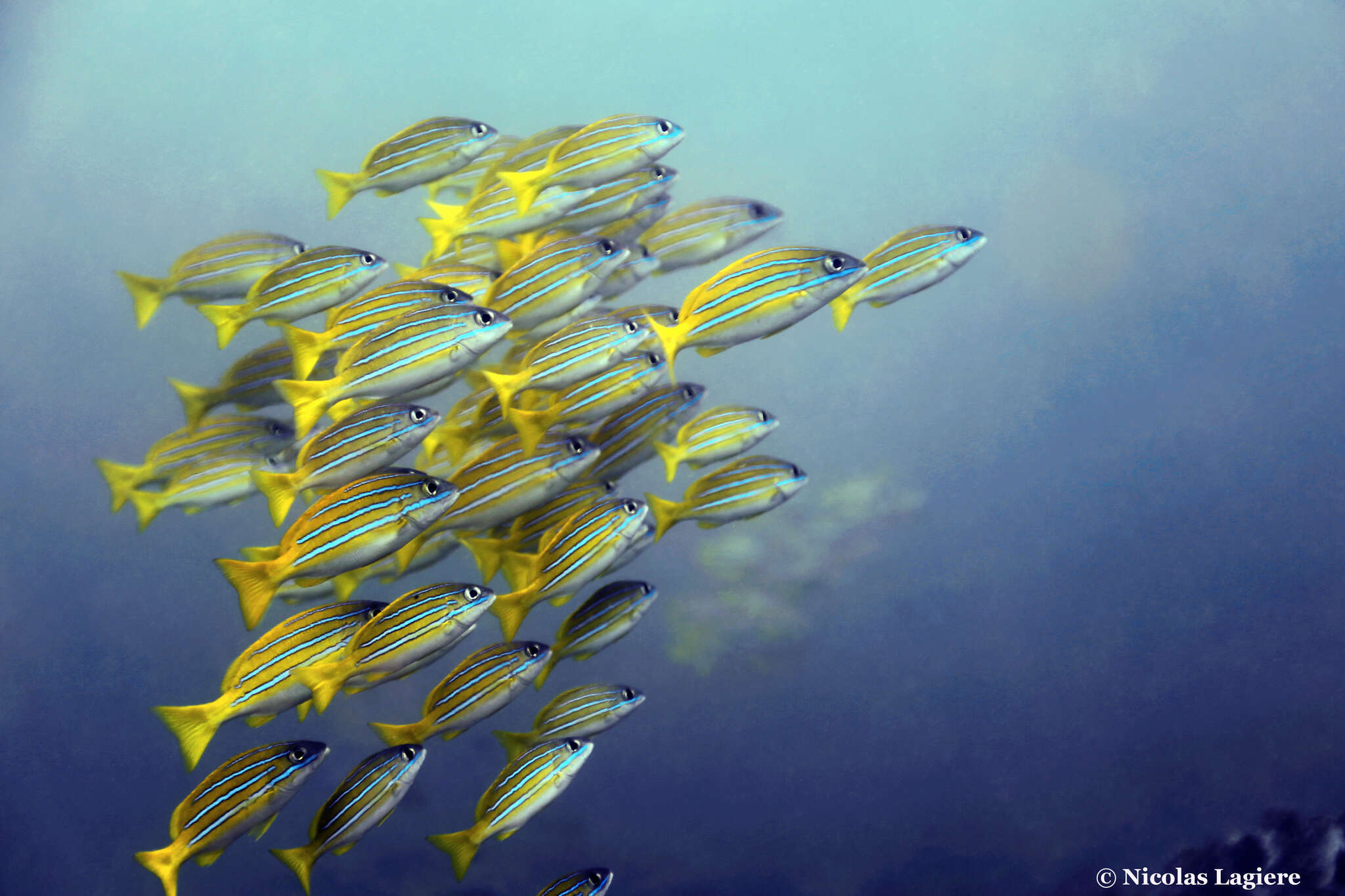 Image of Bengal snapper