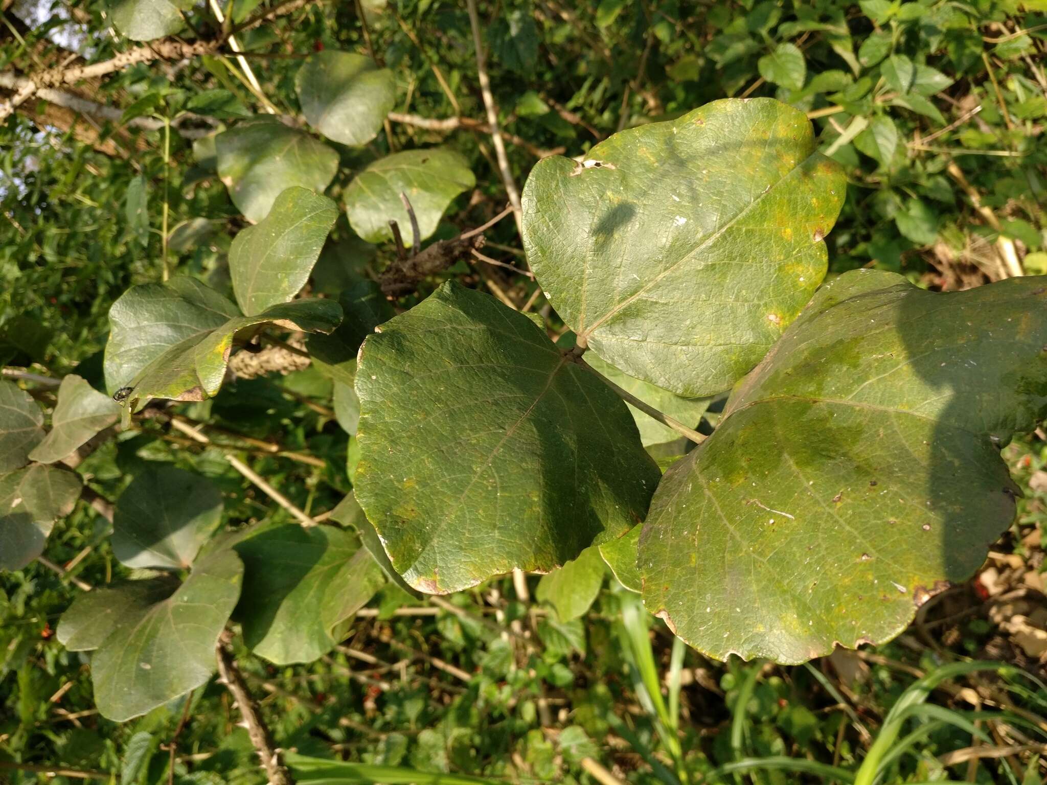 Imagem de Erythrina abyssinica DC.