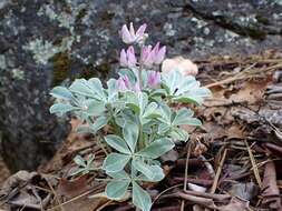 Image of Cobb Mountain lupine