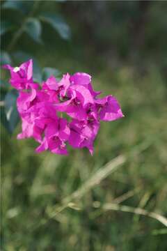 Слика од Bougainvillea glabra Choisy