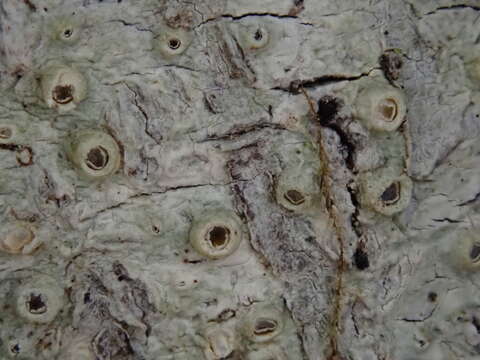 Image of barnacle lichen