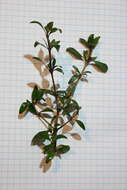 Imagem de Coprosma conferta A. Cunn.