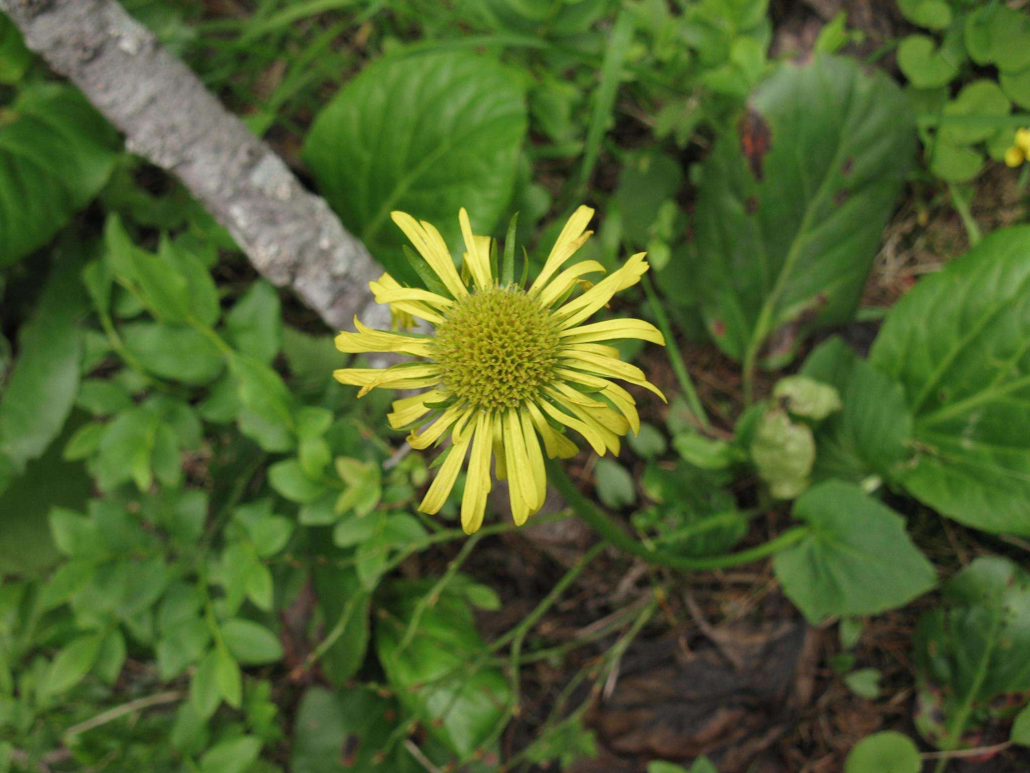 Слика од Doronicum altaicum Pall.