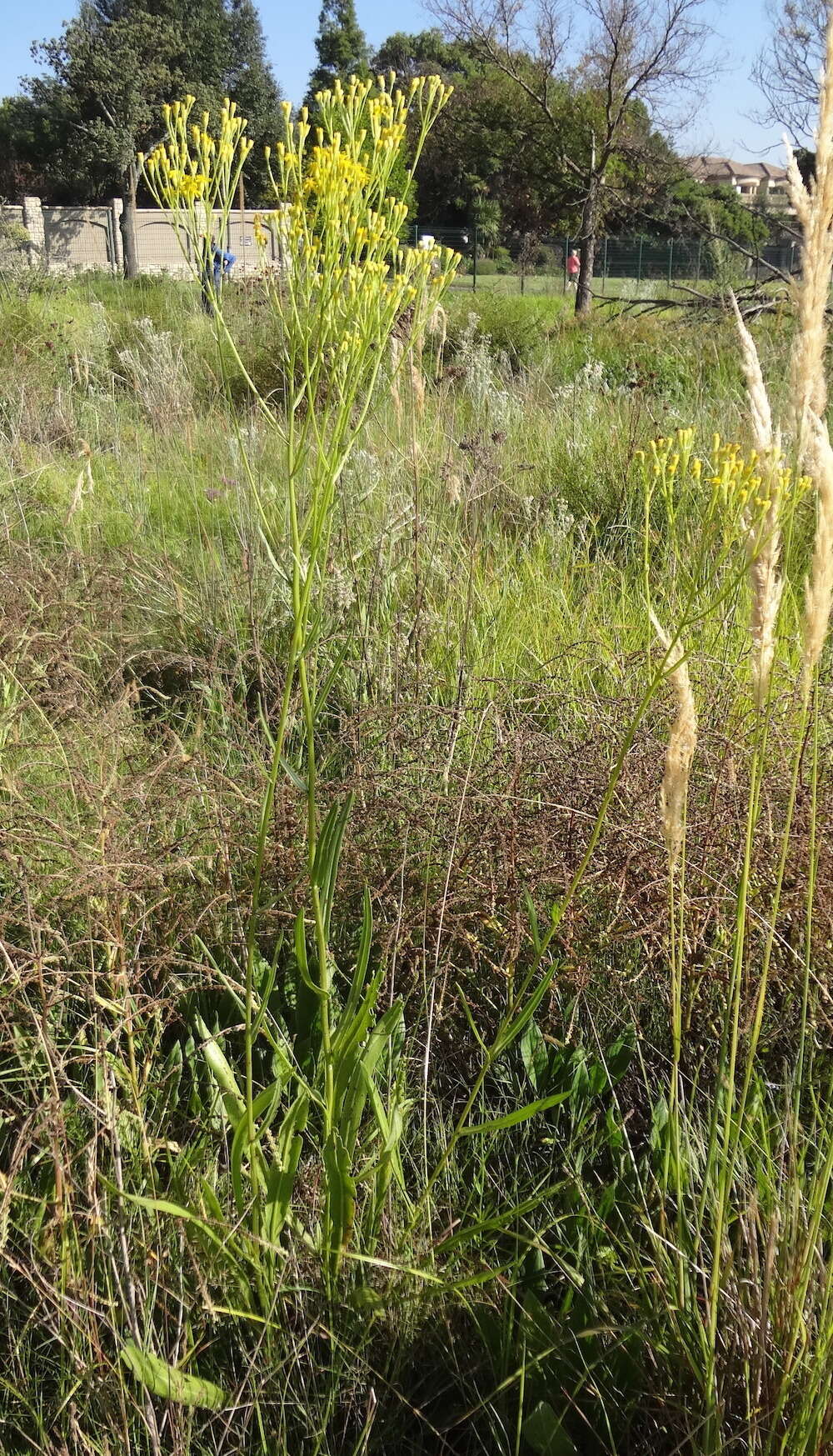 Image of Senecio inornatus DC.