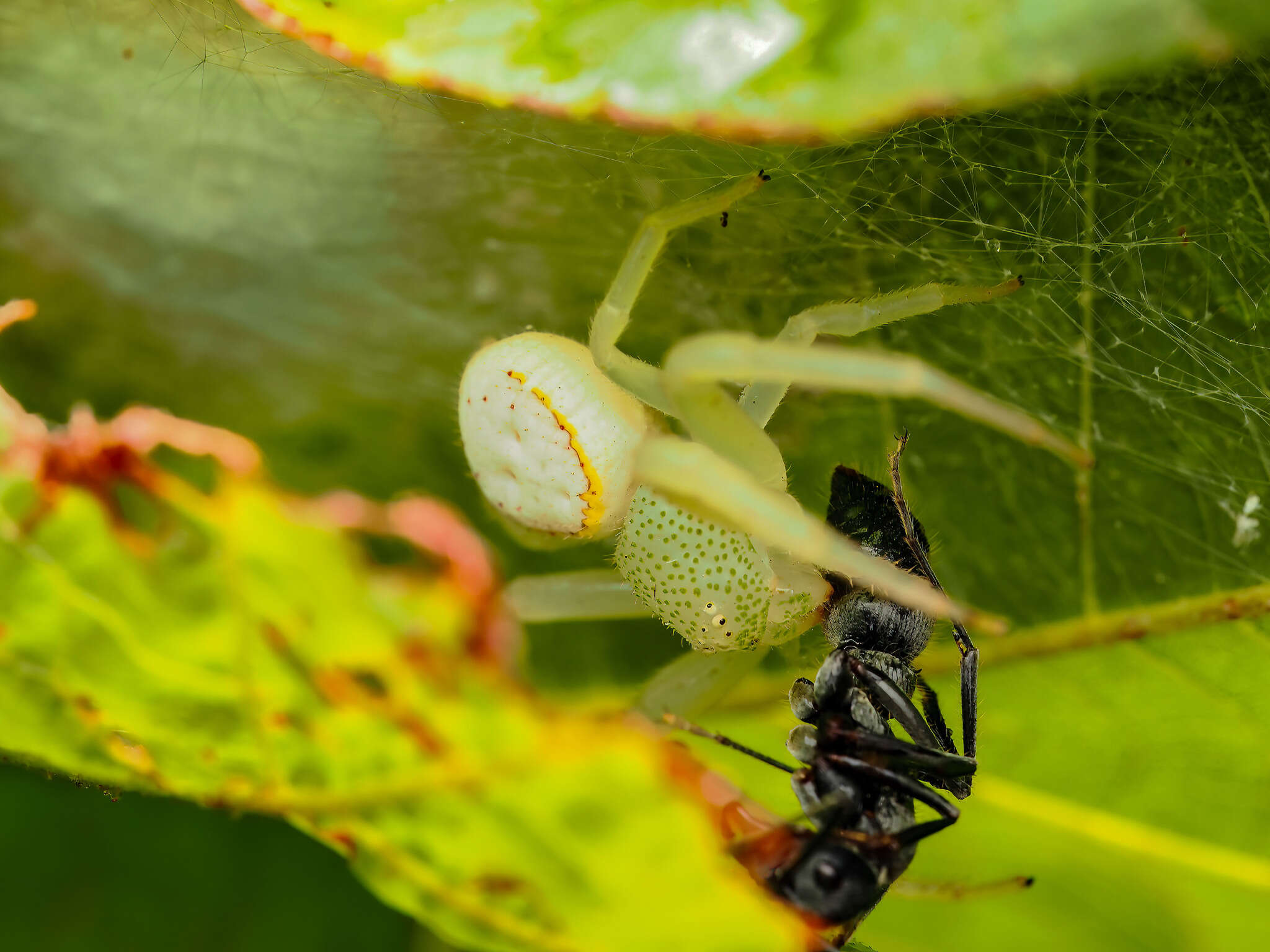 Image of Massuria bellula Xu, Han & Li 2008