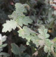 Image de Phacelia ramosissima var. latifolia (Torr.) A. Cronquist