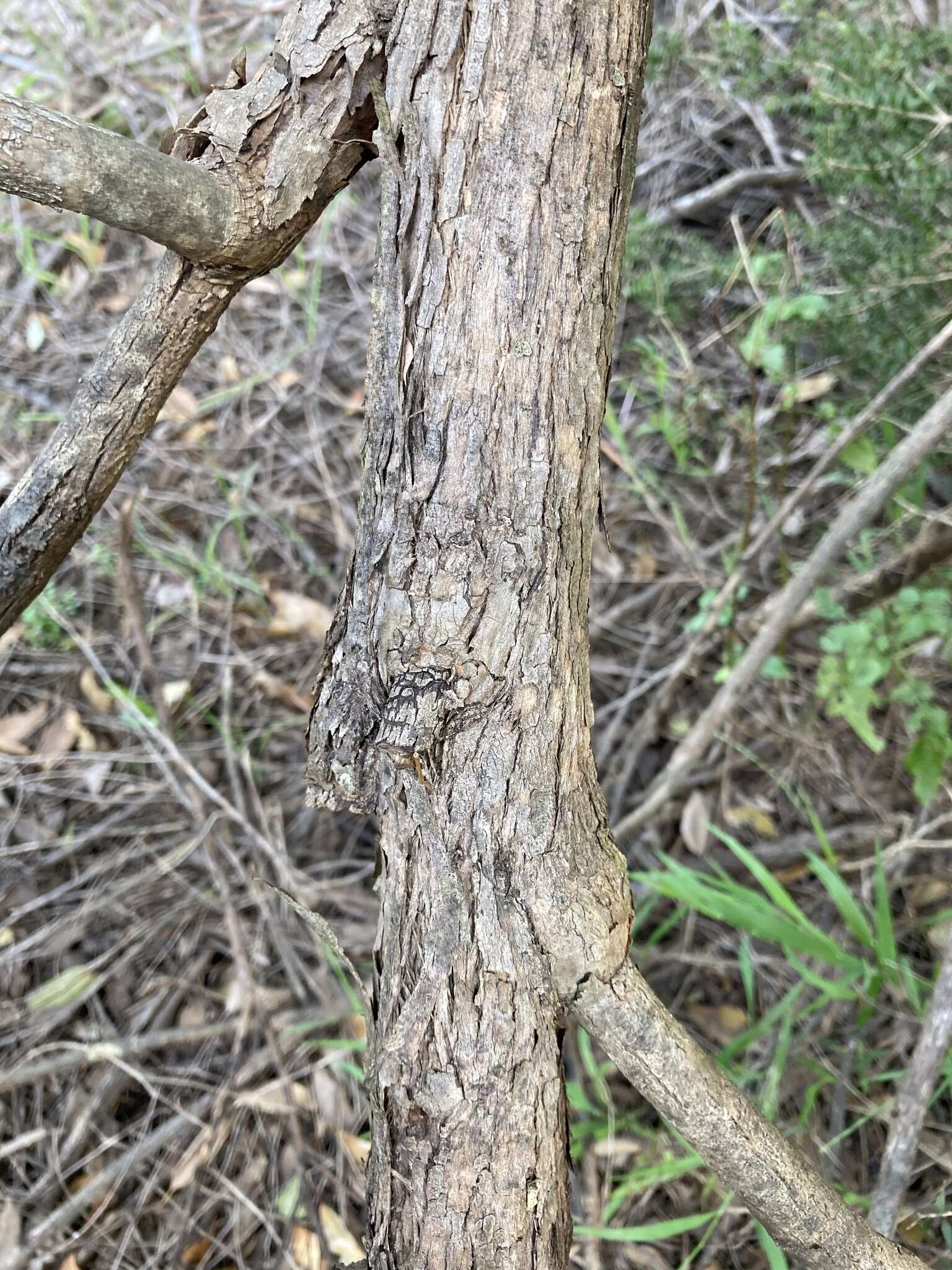 Image of Australian tallowwood