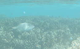 Image of Barred Filefish