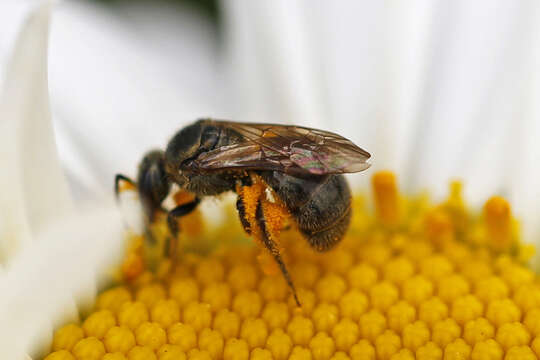 Слика од Lasioglossum versatum (Robertson 1902)