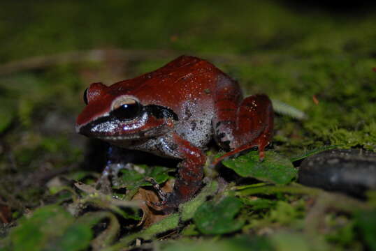 صورة Platymantis corrugatus (Duméril 1853)