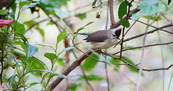 Image of Formosan Yuhina