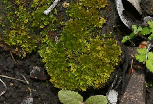 Image of Stanford Screw-moss