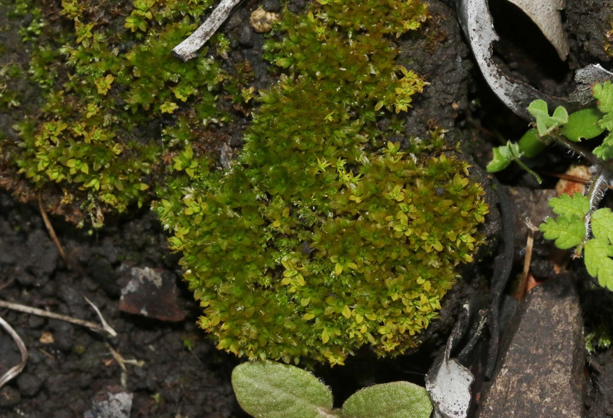 Image of Hennediella stanfordensis Blockeel 1990