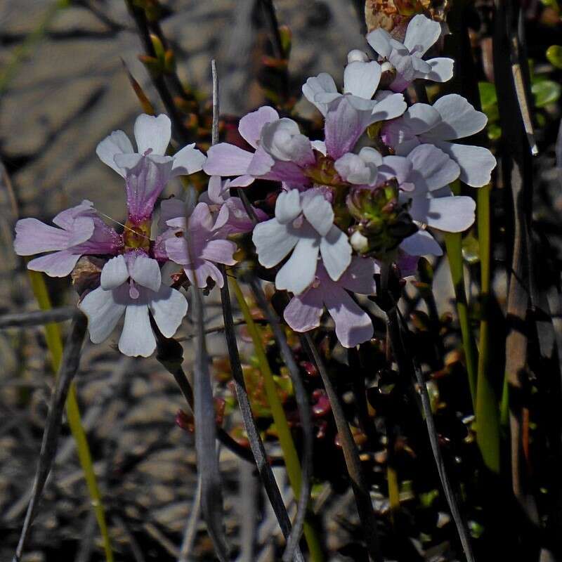 Imagem de Euphrasia collina subsp. collina