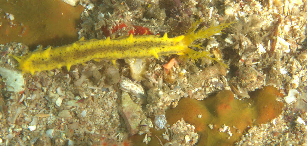 Image of robust sea cucumber