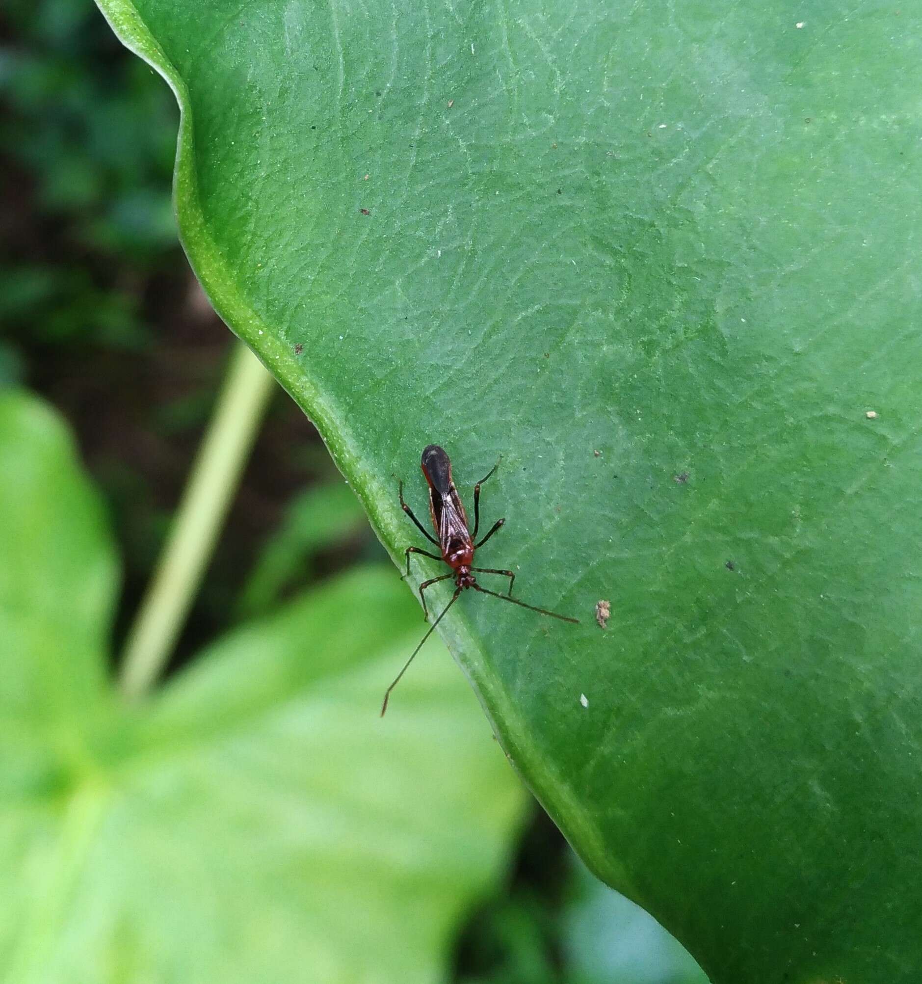 Слика од Helopeltis cinchonae Mann 1907