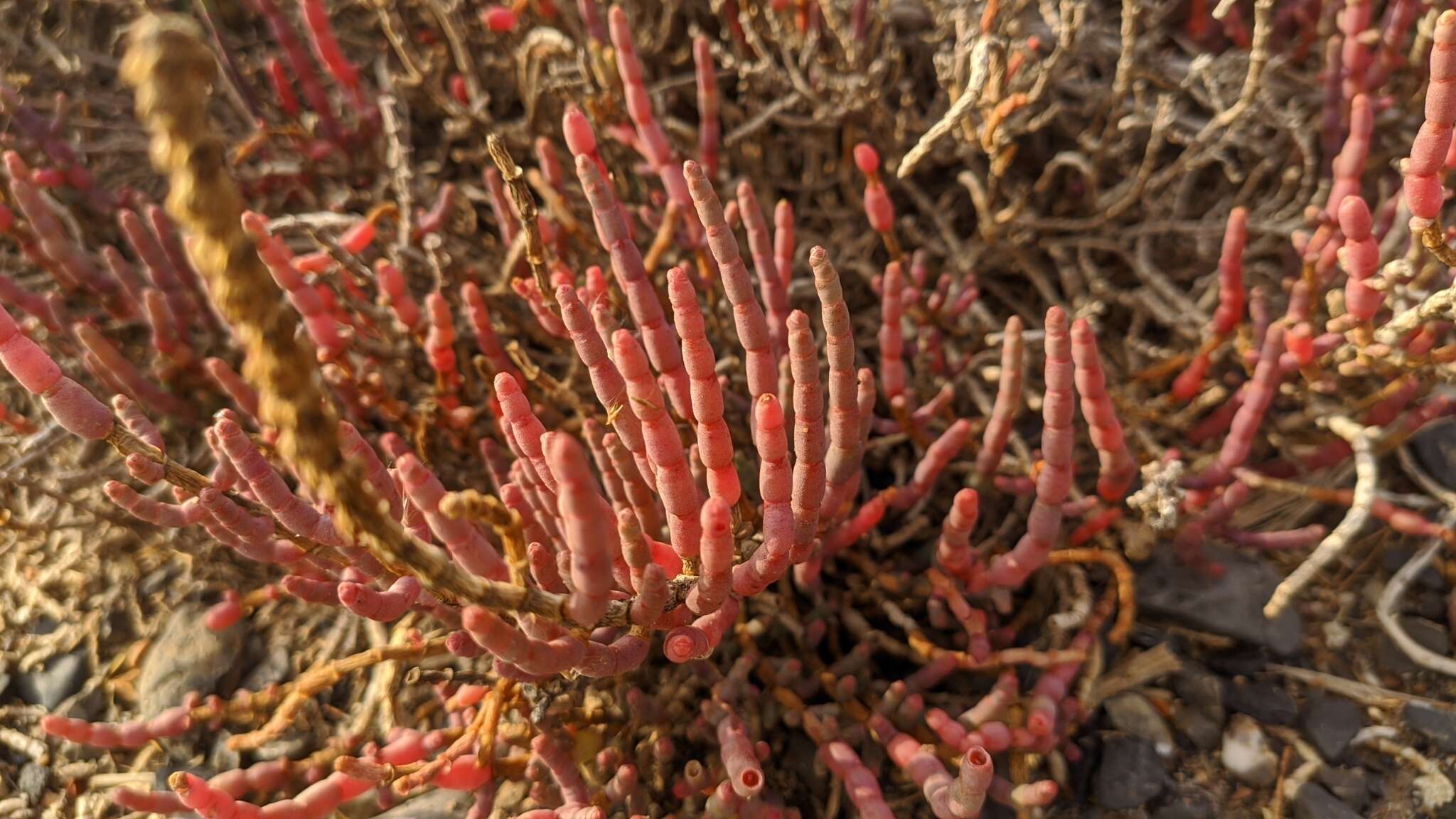 Image of Shrubby Glasswort