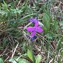 Image of Primula nivalis subsp. xanthobasis (Fed.) J. J. Halda