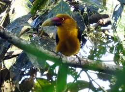 Image of Saffron Toucanet