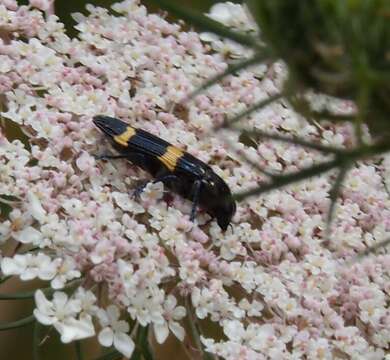 Image of Castiarina bifasciata (Hope 1831)