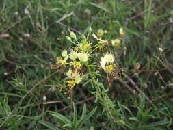 Image of large clammyweed