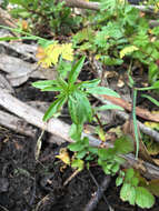 Image de Epilobium brachycarpum Presl