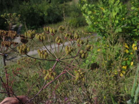 Image of Astrodaucus littoralis (Bieb.) Drude