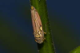 Image of Macugonalia geographica (Signoret 1855)