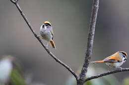 Image of Black-throated Parrotbill