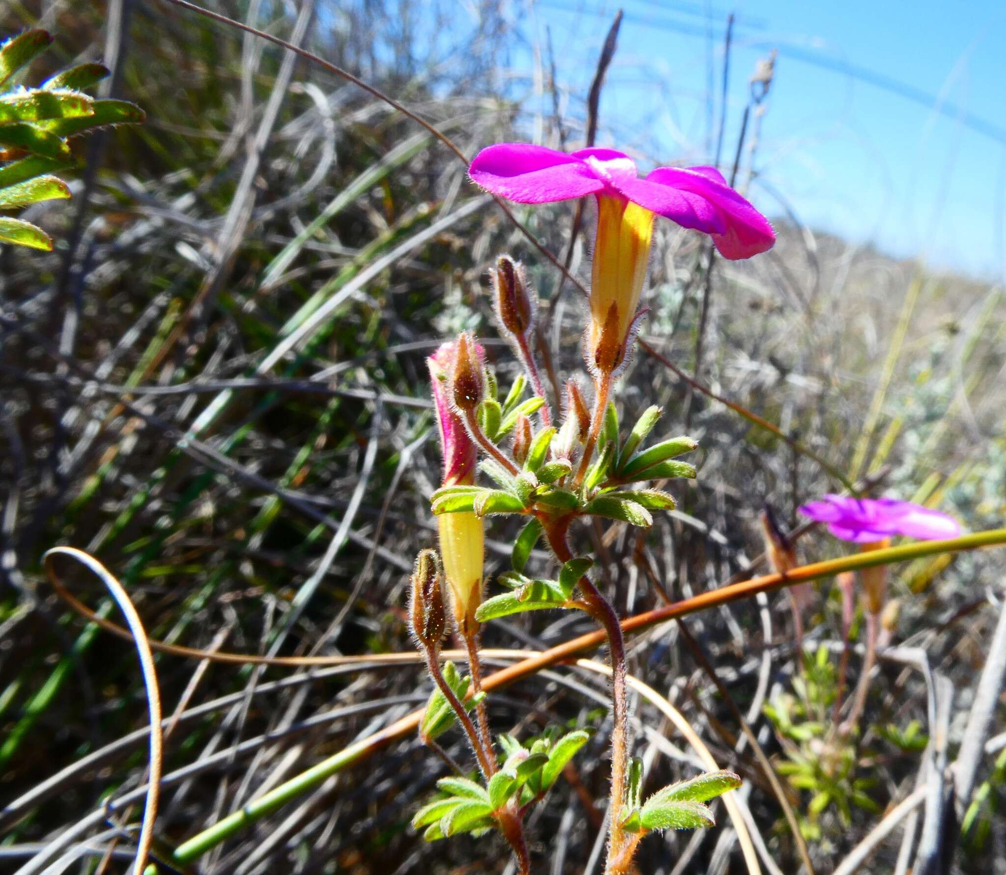 Imagem de Oxalis engleriana Schlechter